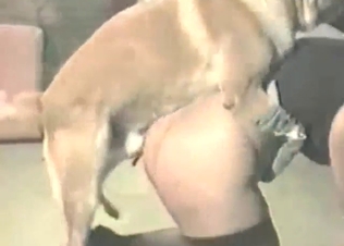 Bestiality porn: a MILF taking a brown dog's cock