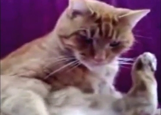 Zoophile porn with cats is rare, so enjoy it