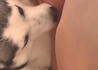 Bestiality sex starts off with a nice licking sesh