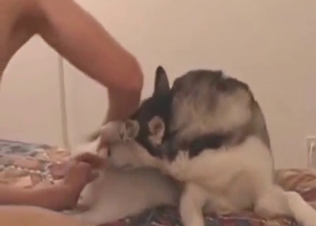 Bestiality sex starts off with a nice licking sesh