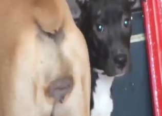 Zoo porn shows a boxer dog showing its vag