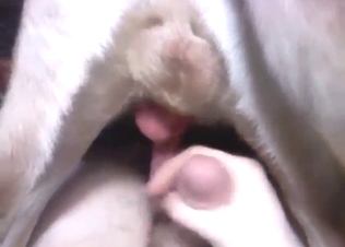 Zoo sex with frottage and humping from gay dog