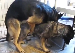 Zoo porn focusing on German Shepard breeding