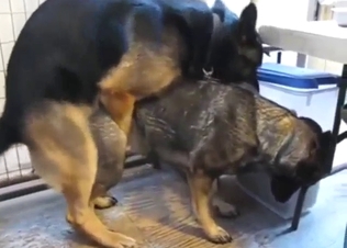 Zoo porn focusing on German Shepard breeding