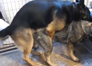 Zoo porn focusing on German Shepard breeding