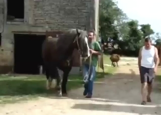 Bestiality sex with a horse that has a nice boner