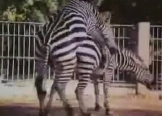 Bestiality sex tape with two zebras fucking hard
