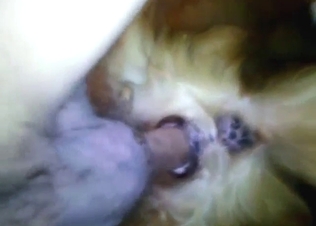 Bestiality sex shows a guy gaping that tight hole