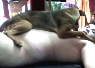 Zoophile porn shows a guy making that dog ride