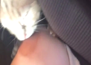 Zoo XXX with a nipple-worshipping cute kitty