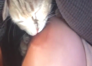 Zoo XXX with a nipple-worshipping cute kitty