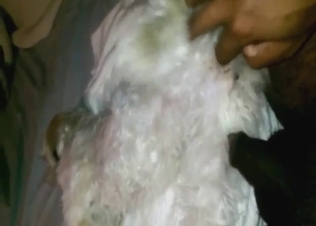 Impressive banging with a virginal dog in HQ