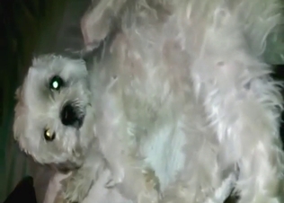 Impressive banging with a virginal dog in HQ