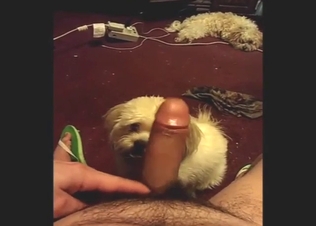 Sweet and slutty dog is going to lick dick in POV
