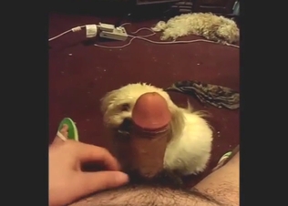 Sweet and slutty dog is going to lick dick in POV