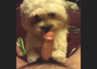 Sweet and slutty dog is going to lick dick in POV