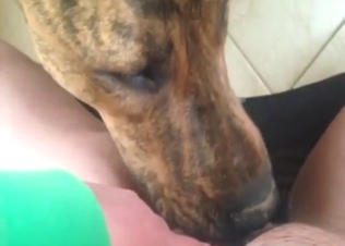 Sexy dog is going to lick a juicy vagina as well