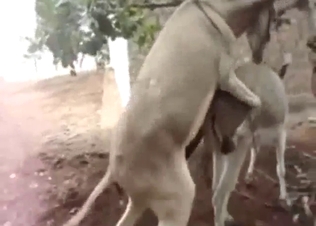 Donkey is into doggystyle fucking with anal sub