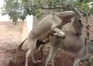 Donkey is into doggystyle fucking with anal sub