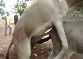 Donkey is into doggystyle fucking with anal sub