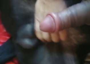 Dog wants to fuck the dude, it's anal only for 'em