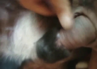 Dog wants to fuck the dude, it's anal only for 'em