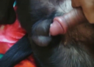 Dog wants to fuck the dude, it's anal only for 'em