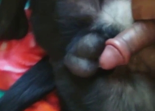 Dog wants to fuck the dude, it's anal only for 'em