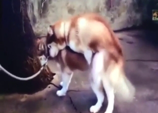 Husky mating session with sexed-up animals