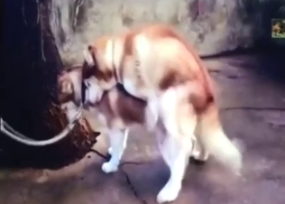 Husky mating session with sexed-up animals