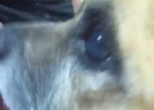 Pitbull gets aggressive while licking her fuckhole