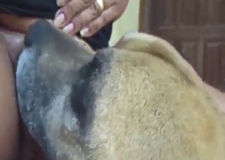 Pitbull gets aggressive while licking her fuckhole