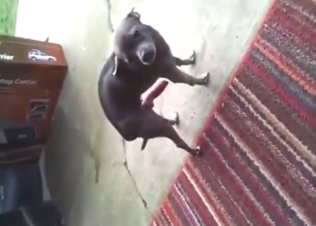 Dog's masturbation session leads to hot orgasms