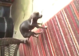 Dog's masturbation session leads to hot orgasms