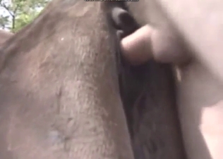 Dude is going to pound that cow outdoors, HOT