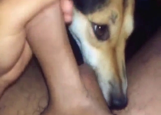 Good-looking animal is going to lick that penis