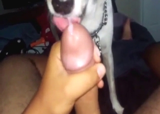 Good-looking animal is going to lick that penis