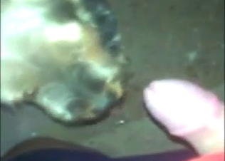 Dog is going to lick that penis up and down, hard