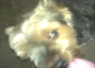 Dog is going to lick that penis up and down, hard