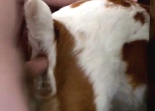 Dog with a slutty opening getting fucked deep