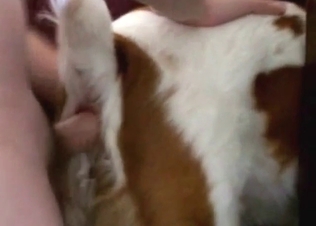 Dog with a slutty opening getting fucked deep