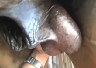 Horse balls look incredible, they are so pretty