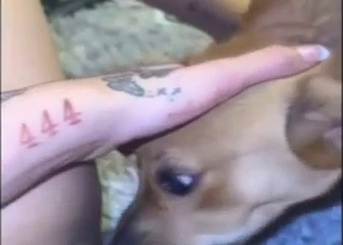 Small dog devouring a hot crotch in a POV scene
