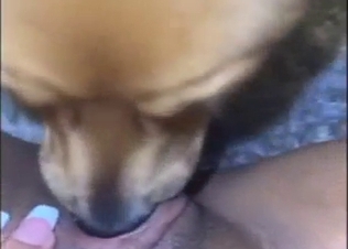 Small dog devouring a hot crotch in a POV scene