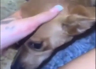 Small dog devouring a hot crotch in a POV scene
