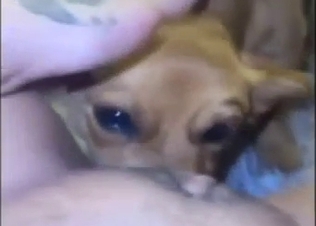 Small dog devouring a hot crotch in a POV scene