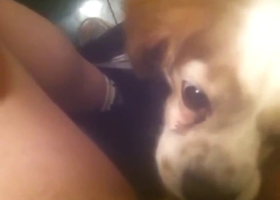 Small animal licking that cooter in a POV movie