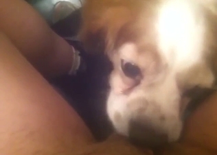 Small animal licking that cooter in a POV movie