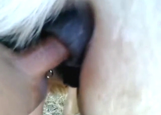 Anal fuck with a slutty mare that loves big dicks