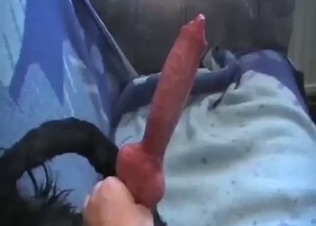 Remarkable zoomed-in footage of a dog's penis